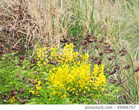 Yellow flowers and brown fruits of Biancaea decapoda native to mountains and rivers 89996707