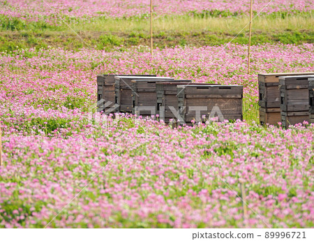 有蓮花場的一個木蜂箱 89996721