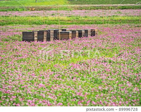 放置在蓮花領域的木蜂箱 89996728