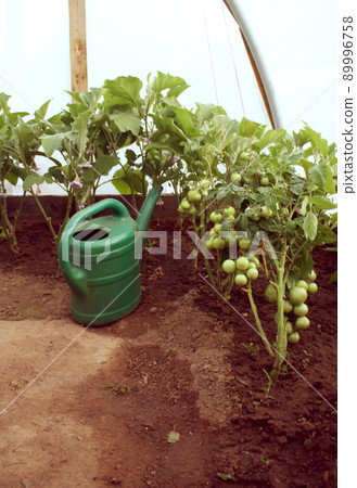 Vegetables growing in the greenhouse. Vegetables growing in the greenhouse. 89996758