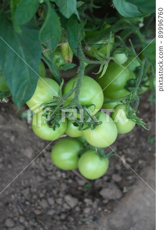 Vegetables growing in the greenhouse. Vegetables growing in the greenhouse. 89996760