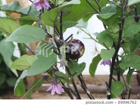 Vegetables growing in the greenhouse. Vegetables growing in the greenhouse. 89996762