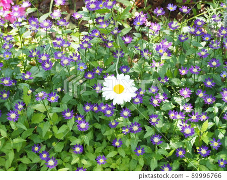 White marguerite that stands out among the small flowers 89996766