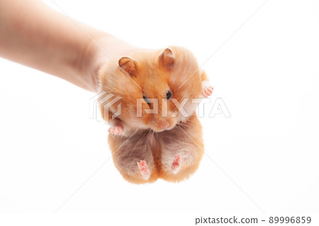 Funny syrian hamster pet in hand isolated on a white background Funny syrian hamster pet in hand isolated on a white background 89996859