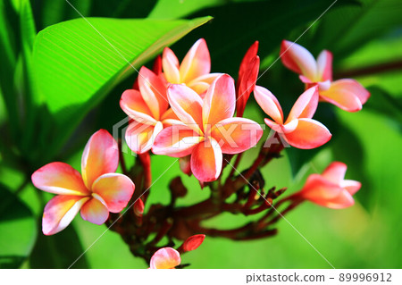 Singapore graveyard flower, frangipani flower, graveyard flower, graveyard flower, graveyard flower, graveyard flower, graveyard flower, island flower, graveyard flower Singapore graveyard flower, frangipani flower, graveyard flower, graveyard flower, graveyard flower, graveyard flower, graveyard flower, island flower, graveyard flower 89996912