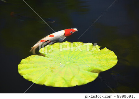 荷花池內的荷葉與錦鯉魚(優雅美麗的觀賞魚) 荷花池內的荷葉與錦鯉魚(優雅美麗的觀賞魚) 89996913