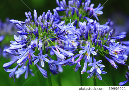 雨中君子蘭、非蘇百合、尼羅河百合、愛情花、君子蘭、君子蘭、君子蘭、君子蘭、君子蘭 雨中君子蘭、非蘇百合、尼羅河百合、愛情花、君子蘭、君子蘭、君子蘭、君子蘭、君子蘭 89996921