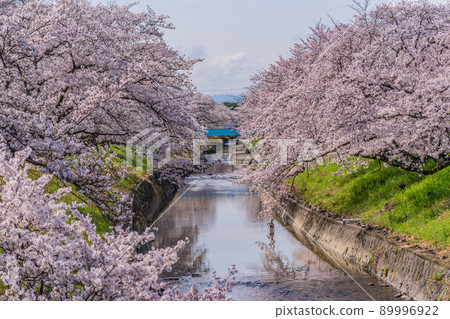 奈良櫻花高田1000櫻花 89996922