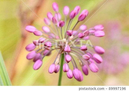 蔥屬 thunbergii 芽,野草,粉紅色的花朵,特寫 蔥屬 thunbergii 芽,野草,粉紅色的花朵,特寫 89997196