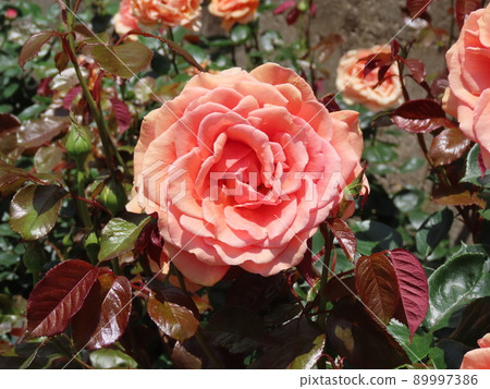 橙玫瑰。阿什拉姆 89997386