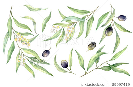 Watercolor black olive, branch and leaves set. Hand painted illustration isolated on white background for design 89997419