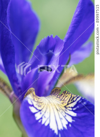 Petal-shaped styles, stigmas and black anthers of iris flowers that are beginning to open and receive the light of the sky on a bright cloudy day 89997515