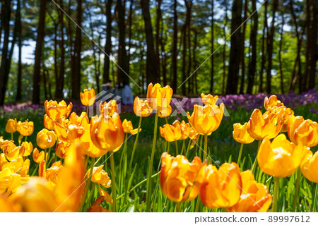 Dark yellow tulips 89997612