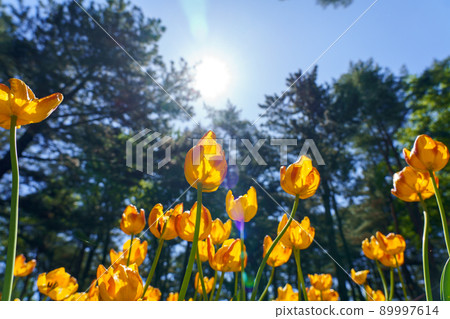 從下面向上看的深黃色鬱金香 從下面向上看的深黃色鬱金香 89997614