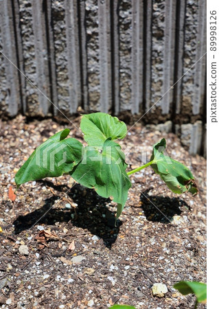 Sweet potato seedlings growing well 89998126