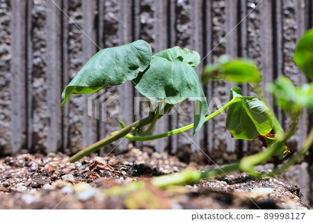 Sweet potato seedlings growing well 89998127