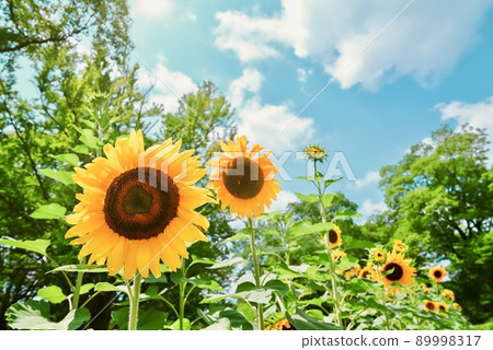 被太陽照亮的向日葵 被太陽照亮的向日葵 89998317