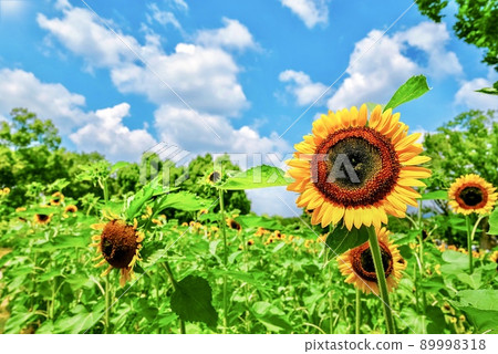 精力充沛的向日葵 89998318