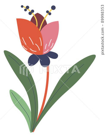 Tulip in blossom, spring flower blooming plant Tulip in blossom, spring flower blooming plant 89998353