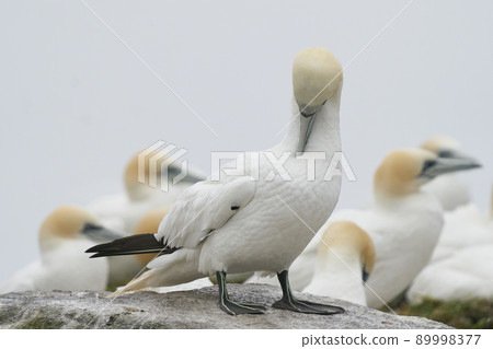 Gannet on cliffs of Great Salt Island 89998377