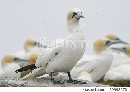 Gannet on cliffs of Great Salt Island Gannet on cliffs of Great Salt Island 89998378