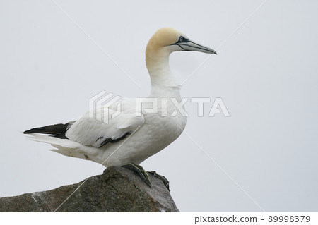 Gannet on cliffs of Great Salt Island 89998379