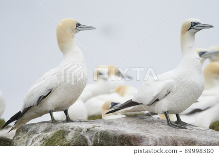 Gannet on cliffs of Great Salt Island Gannet on cliffs of Great Salt Island 89998380