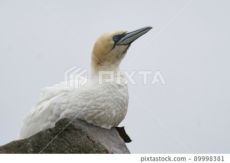 Gannet on cliffs of Great Salt Island Gannet on cliffs of Great Salt Island 89998381