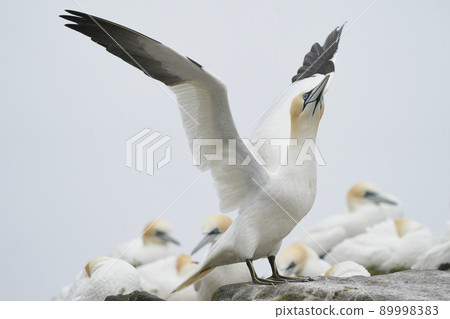 Gannet on cliffs of Great Salt Island Gannet on cliffs of Great Salt Island 89998383
