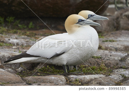 Gannet on cliffs of Great Salt Island Gannet on cliffs of Great Salt Island 89998385