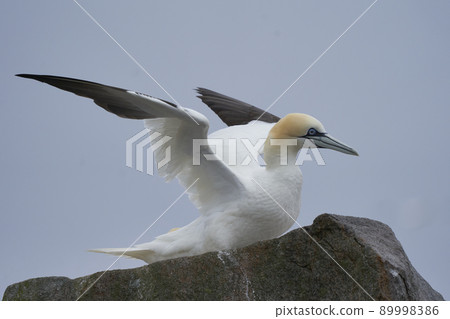 Gannet on cliffs of Great Salt Island 89998386