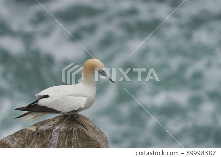 Gannet on cliffs of Great Salt Island Gannet on cliffs of Great Salt Island 89998387