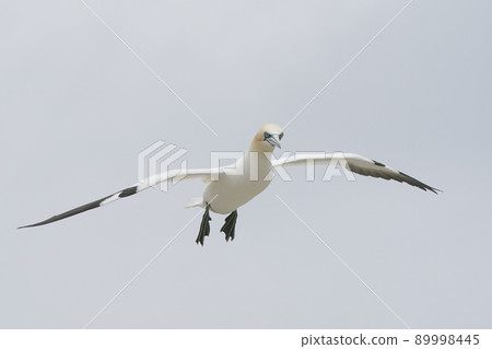 Gannet in flight Gannet in flight 89998445