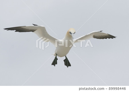 Gannet in flight Gannet in flight 89998446