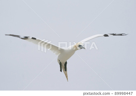 Gannet in flight Gannet in flight 89998447