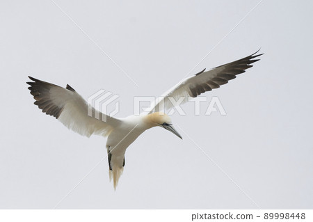 Gannet in flight Gannet in flight 89998448