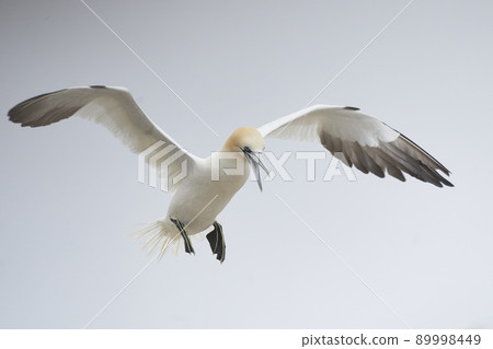 Gannet in flight Gannet in flight 89998449