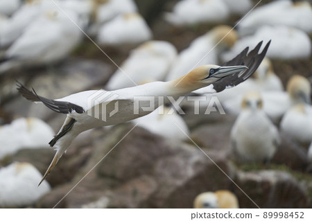 Gannet in flight Gannet in flight 89998452