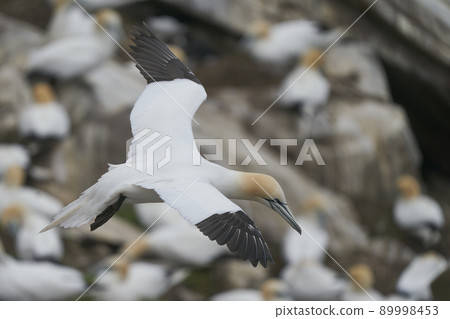 Gannet in flight Gannet in flight 89998453
