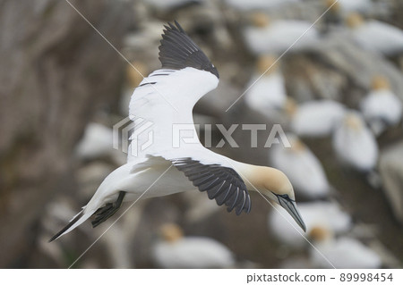 Gannet in flight Gannet in flight 89998454