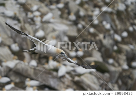 Gannet in flight Gannet in flight 89998455