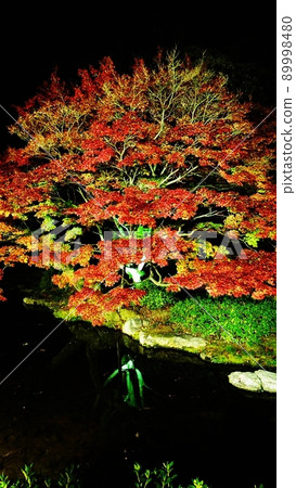 秋天的樹葉 89998480