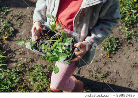 Close-up of bell pepper seedlings in the hands of a child Close-up of bell pepper seedlings in the hands of a child 89998489