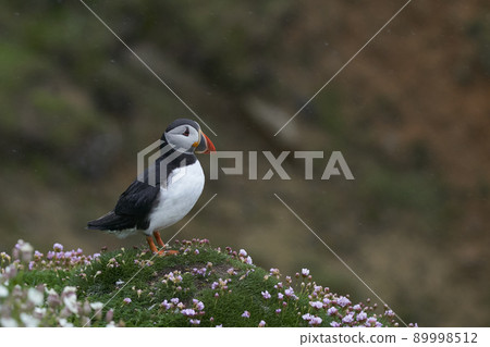 Atlantic puffin 89998512