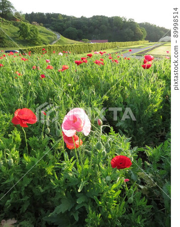 花園 花園 89998514