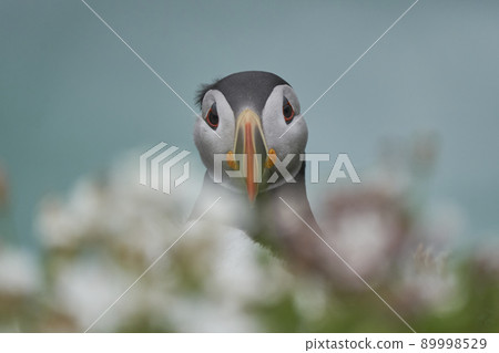 Atlantic puffin Atlantic puffin 89998529