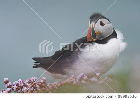 Atlantic puffin 89998536