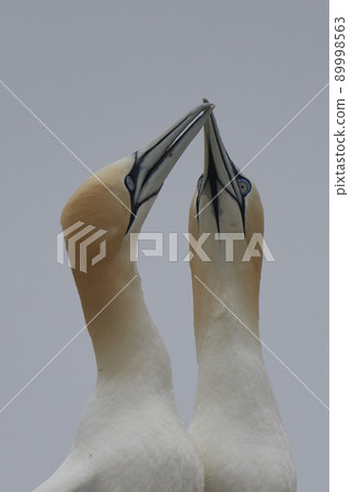 Gannets courting Gannets courting 89998563