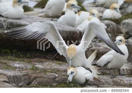Gannets courting Gannets courting 89998564