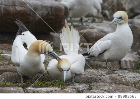 Gannets courting 89998565
